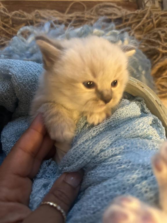 Mitted Mink Blue Linx Point Ragdoll Male Kitten photo 16