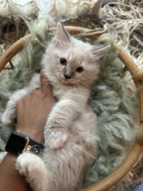 Mitted Mink Blue Linx Point Ragdoll Male Kitten photo 7