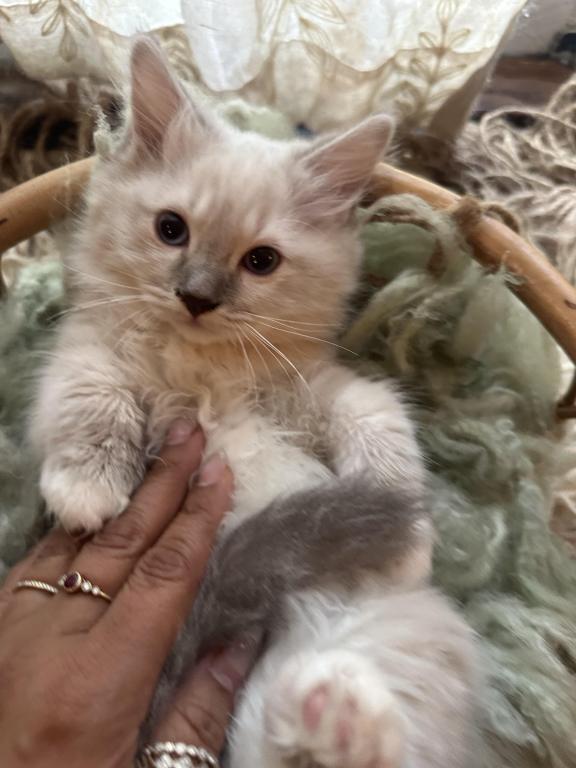 Mitted Mink Blue Linx Point Ragdoll Male Kitten photo 10