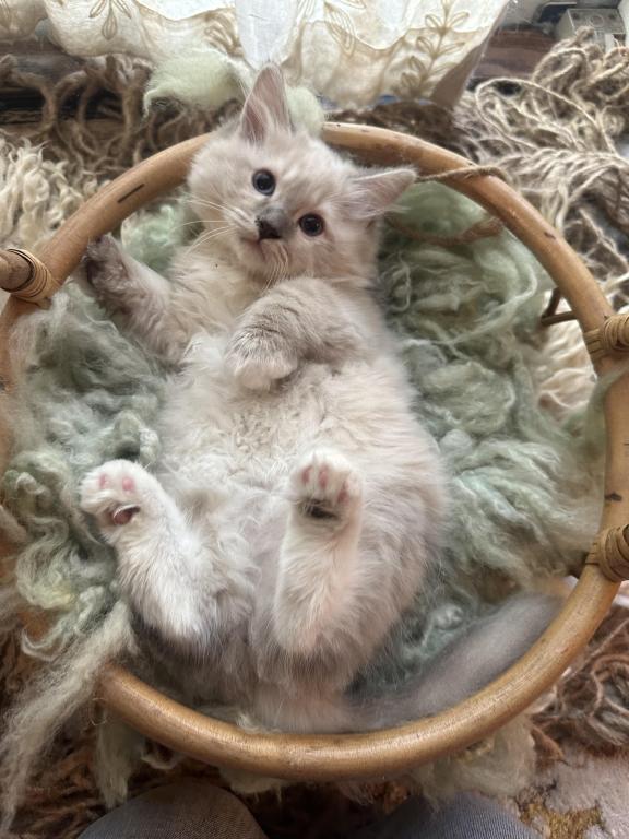 Mitted Mink Blue Linx Point Ragdoll Male Kitten photo 1