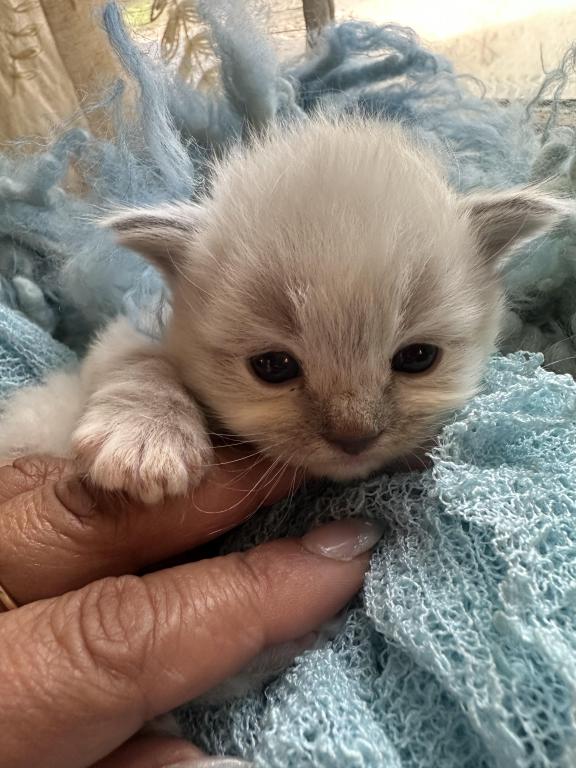 Mitted Mink Blue Linx Point Ragdoll Male Kitten photo 37