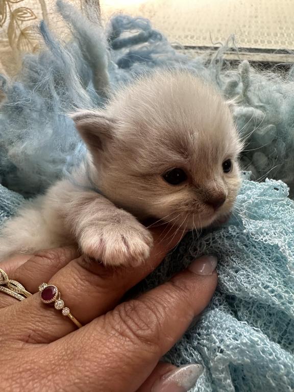 Mitted Mink Blue Linx Point Ragdoll Male Kitten photo 29