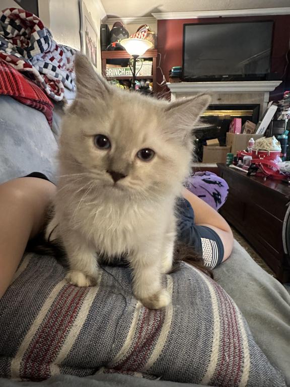 Mitted Mink Blue Linx Point Ragdoll Male Kitten photo 6