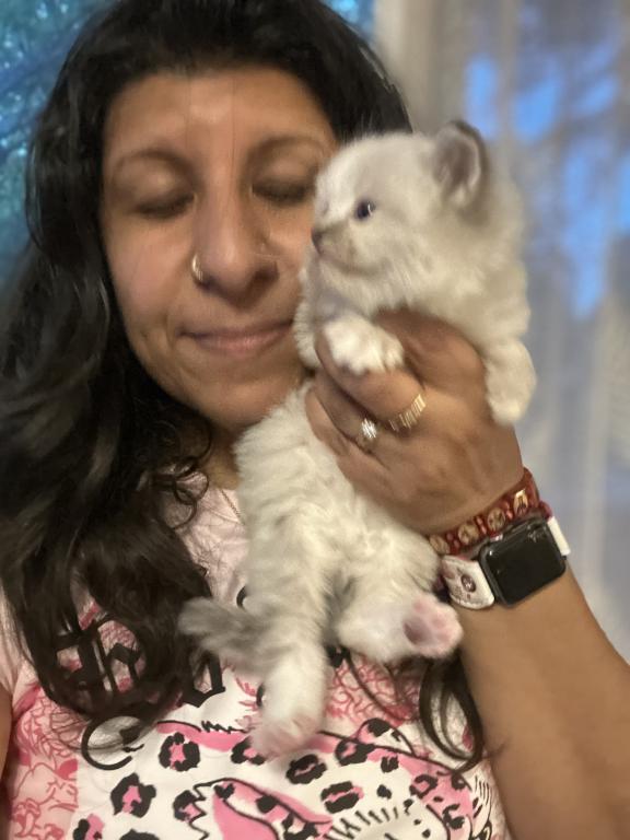 Mitted Mink Blue Linx Point Ragdoll Male Kitten photo 20