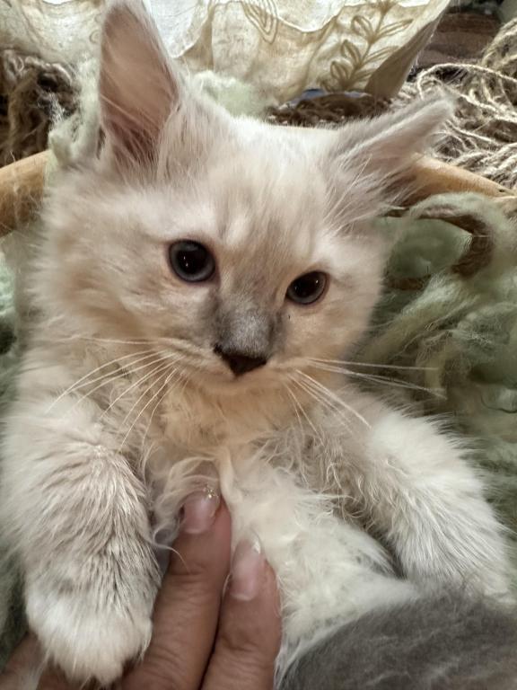 Mitted Mink Blue Linx Point Ragdoll Male Kitten photo 9