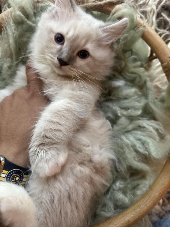 Mitted Mink Blue Linx Point Ragdoll Male Kitten photo 8