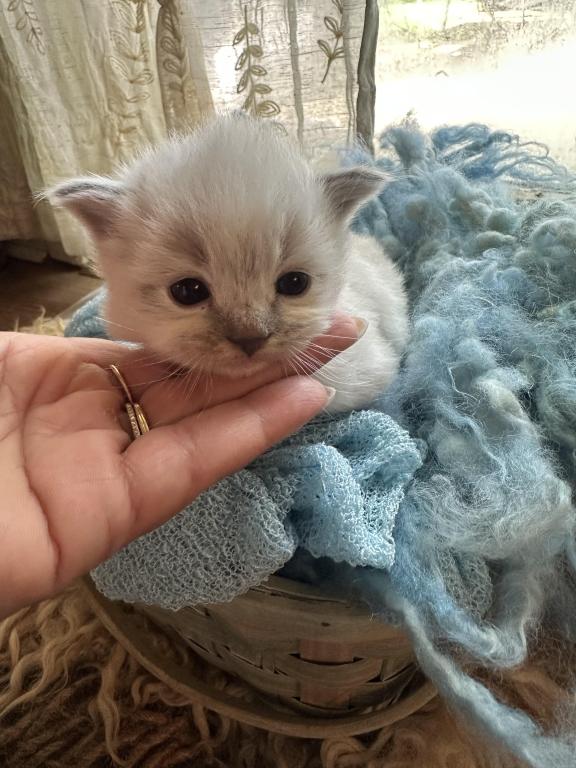 Mitted Mink Blue Point Ragdoll Male Kitten photo 20
