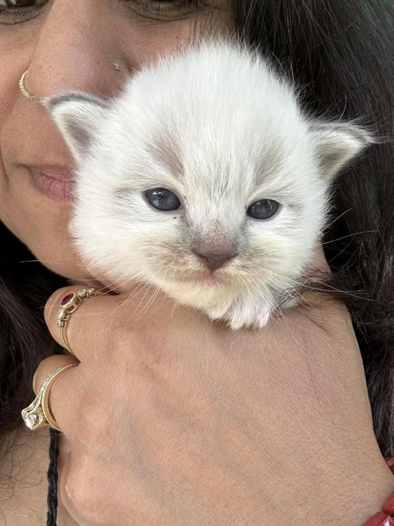 Mitted Mink Blue Point Ragdoll Male Kitten photo 17