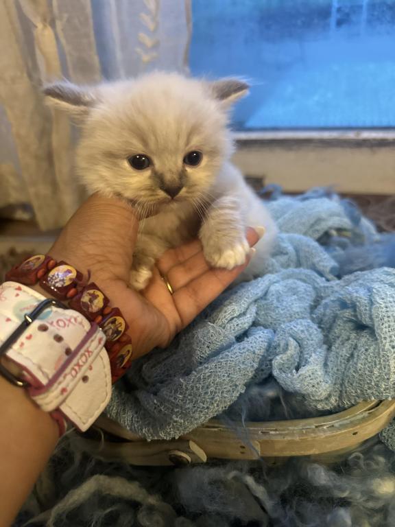 Mitted Mink Blue Point Ragdoll Male Kitten photo 9