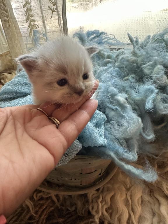 Mitted Mink Blue Point Ragdoll Male Kitten photo 18