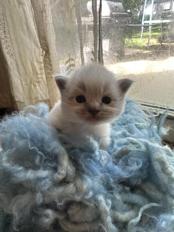 Mitted Mink Blue Point Ragdoll Male Kitten photo 26