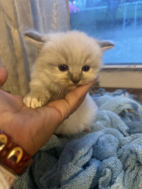 Mitted Mink Blue Point Ragdoll Male Kitten photo 8