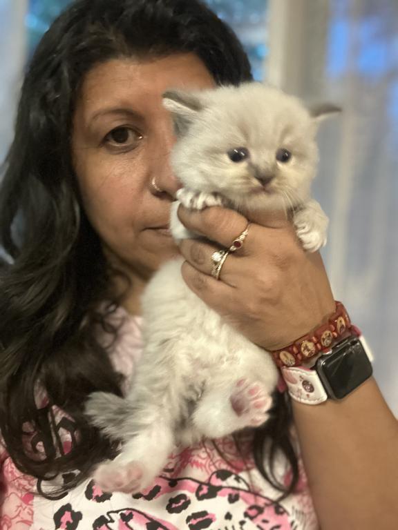 Mitted Mink Blue Point Ragdoll Male Kitten photo 12