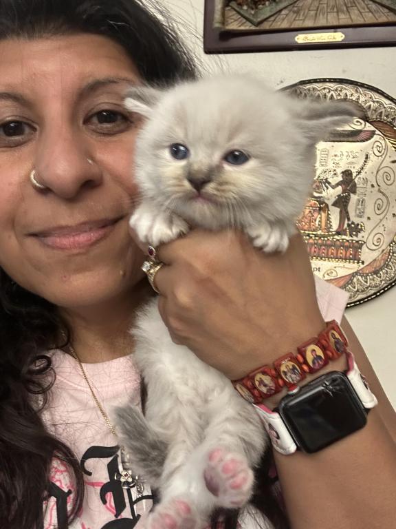 Mitted Mink Blue Point Ragdoll Male Kitten photo 5