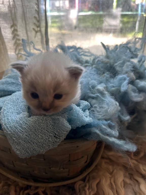 Mitted Mink Blue Point Ragdoll Male Kitten photo 22
