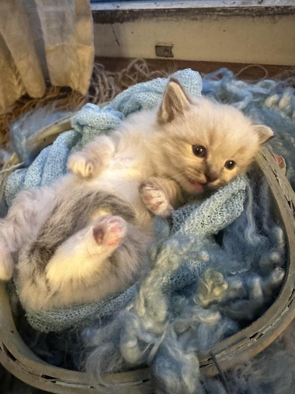 Mitted Mink Blue Point Ragdoll Male Kitten photo 4