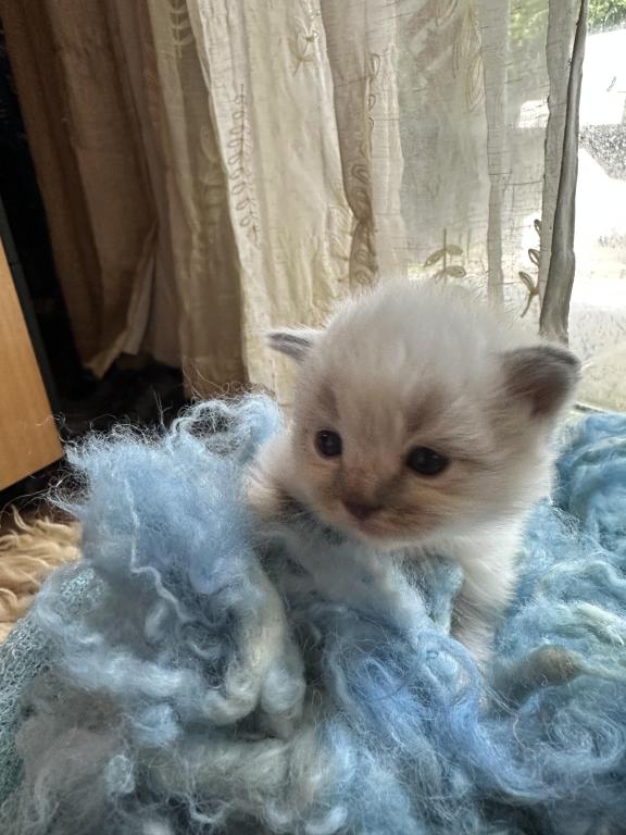Mitted Mink Blue Point Ragdoll Male Kitten photo 23