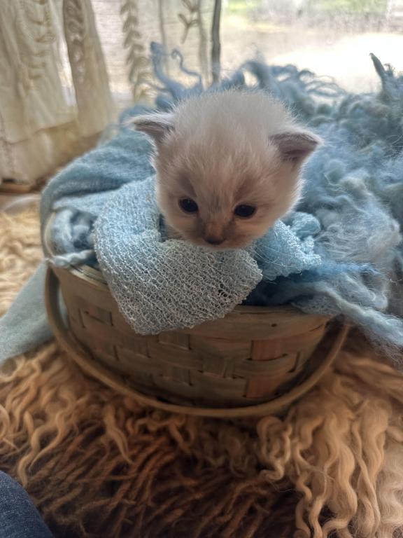 Mitted Mink Blue Point Ragdoll Male Kitten photo 21