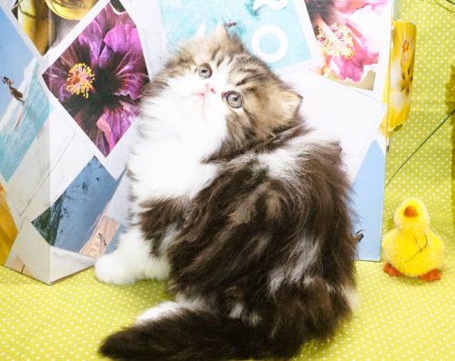 Three Persian Kittens