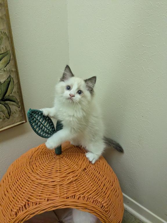 TICA Bicolor Ragdoll Kitten