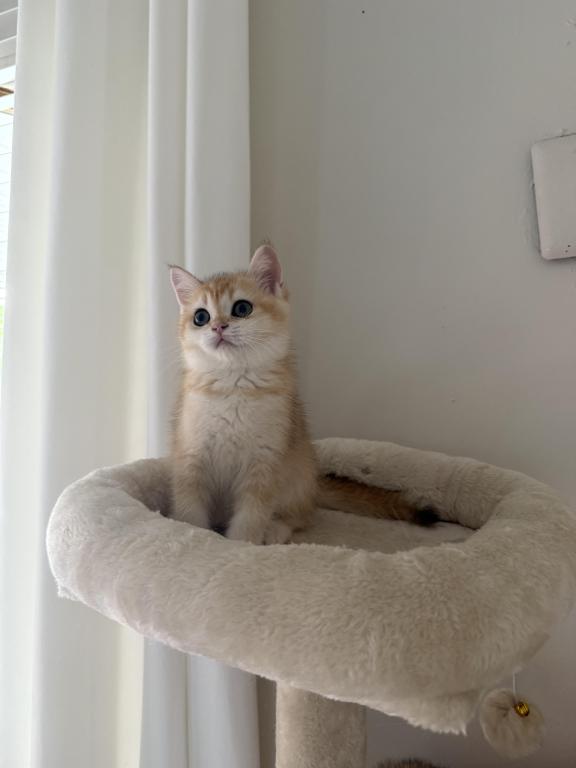 Scottish Folds photo 2