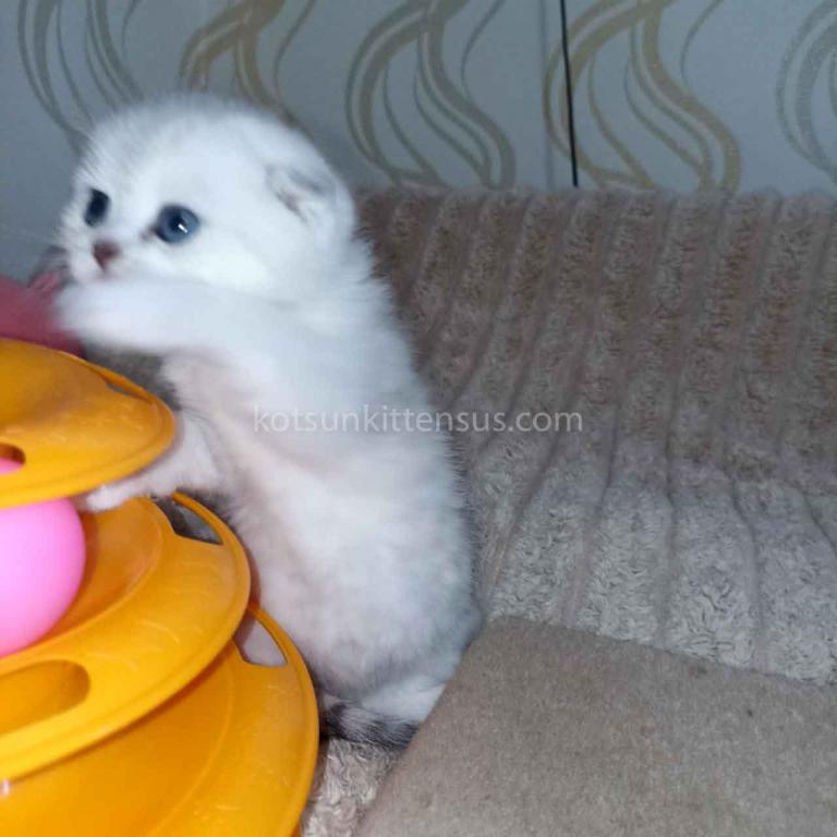 Bueno Silver Shaded Chinchilla Girl Scottish Fold photo 2