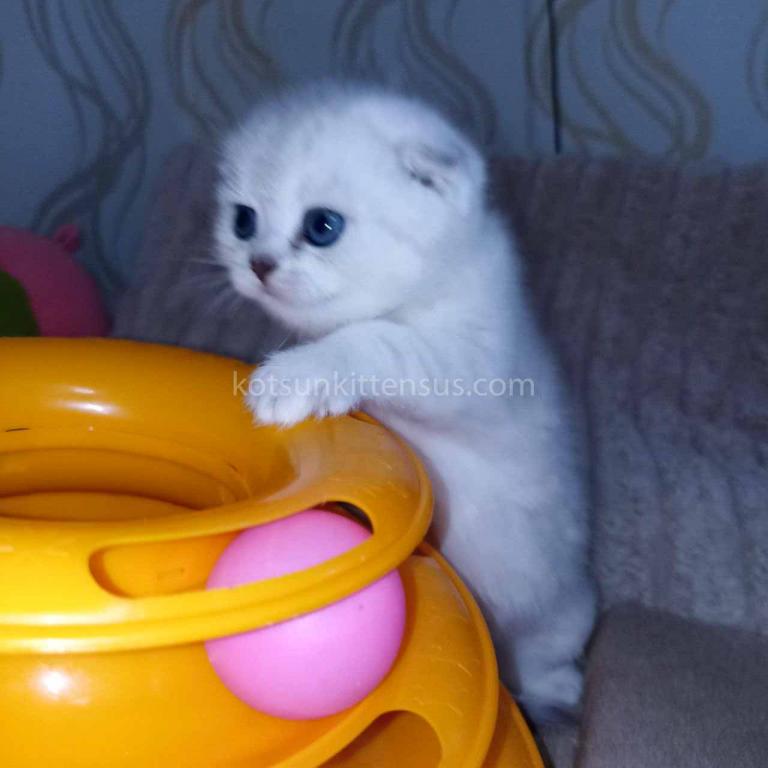 Bueno Silver Shaded Chinchilla Girl Scottish Fold photo 3
