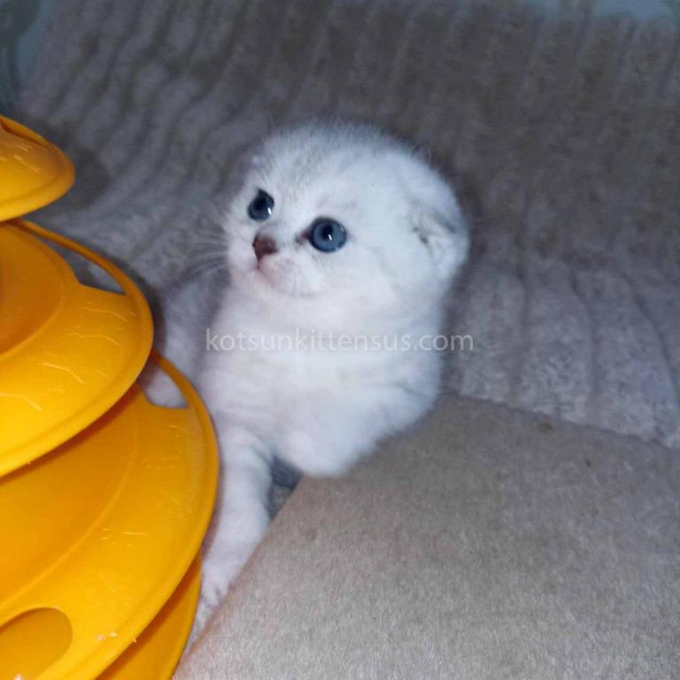 Bueno Silver Shaded Chinchilla Girl Scottish Fold photo 4