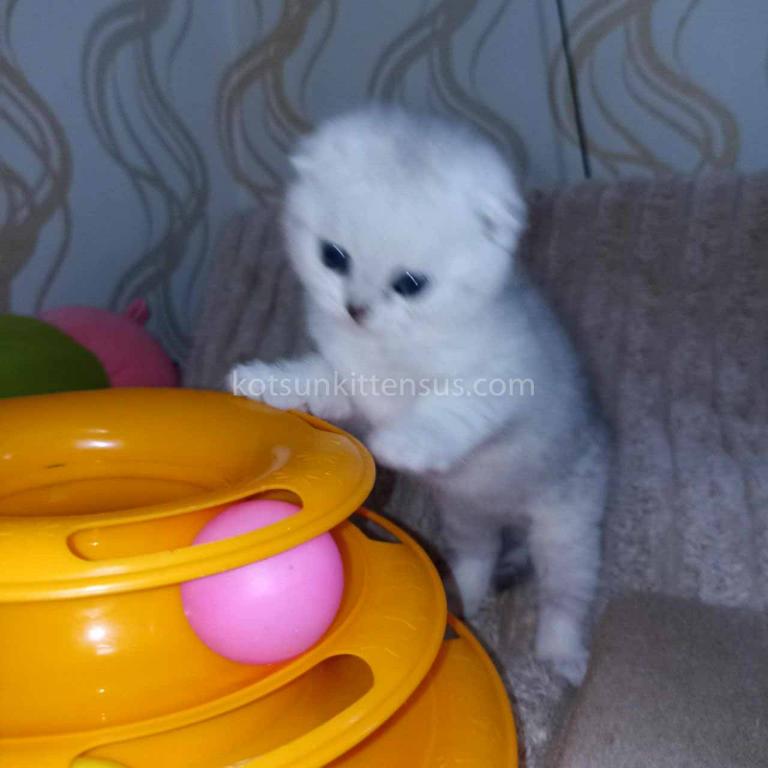 Bueno Silver Shaded Chinchilla Girl Scottish Fold photo 5