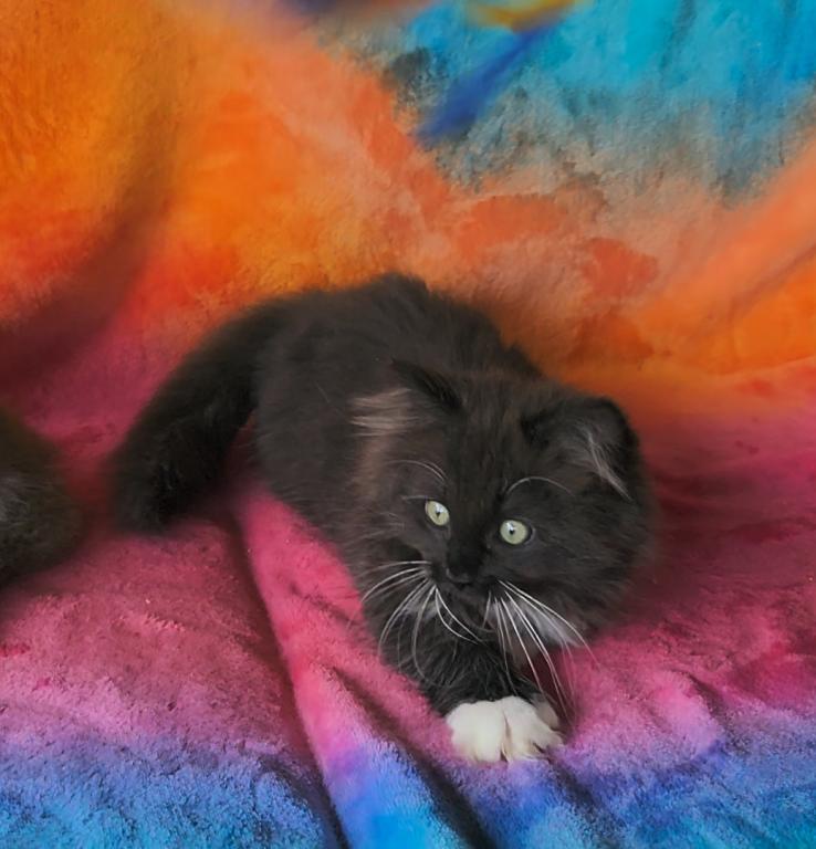 Oreo photo 5