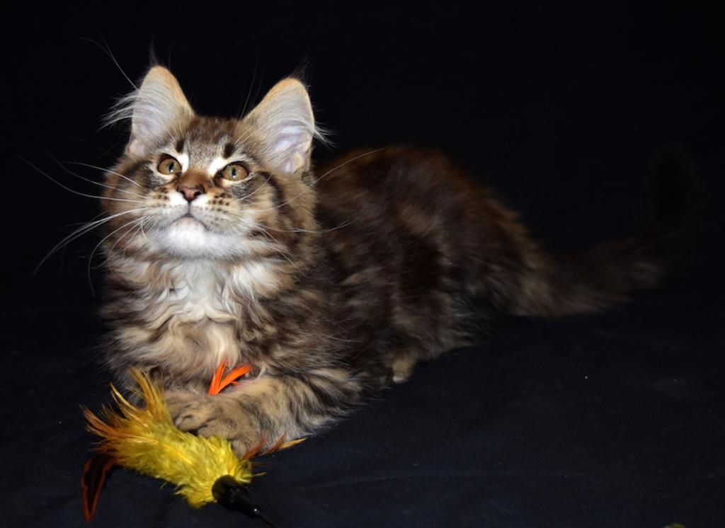 Maine Coon Kittens Purebred Large Male And Female photo 6