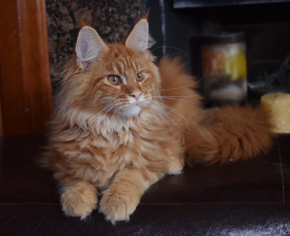 Maine Coon Kittens Purebred Large Male And Female photo 7