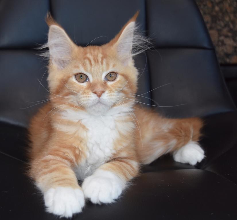 Maine Coon Kittens Purebred Large Male And Female photo 10