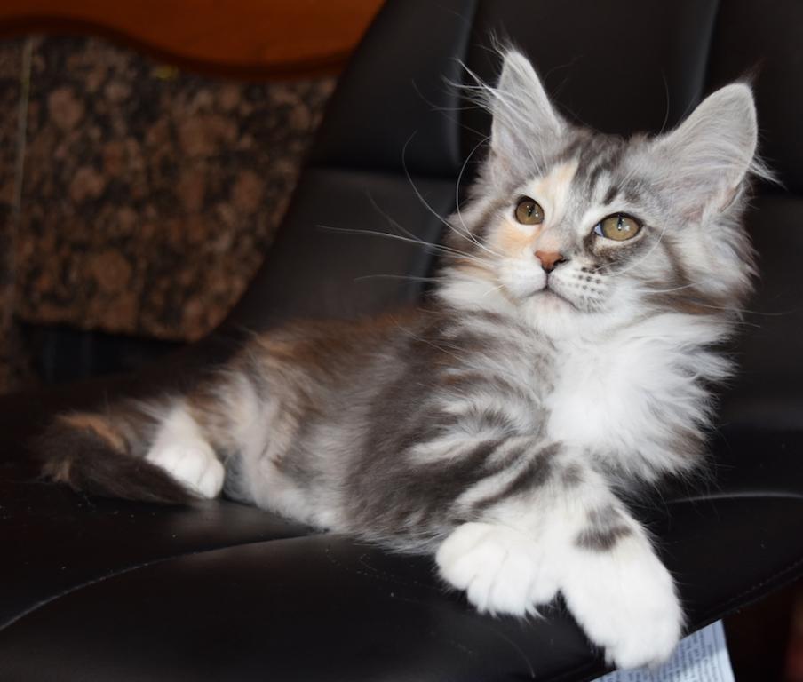 Maine Coon Kittens Purebred Large Male And Female photo 9