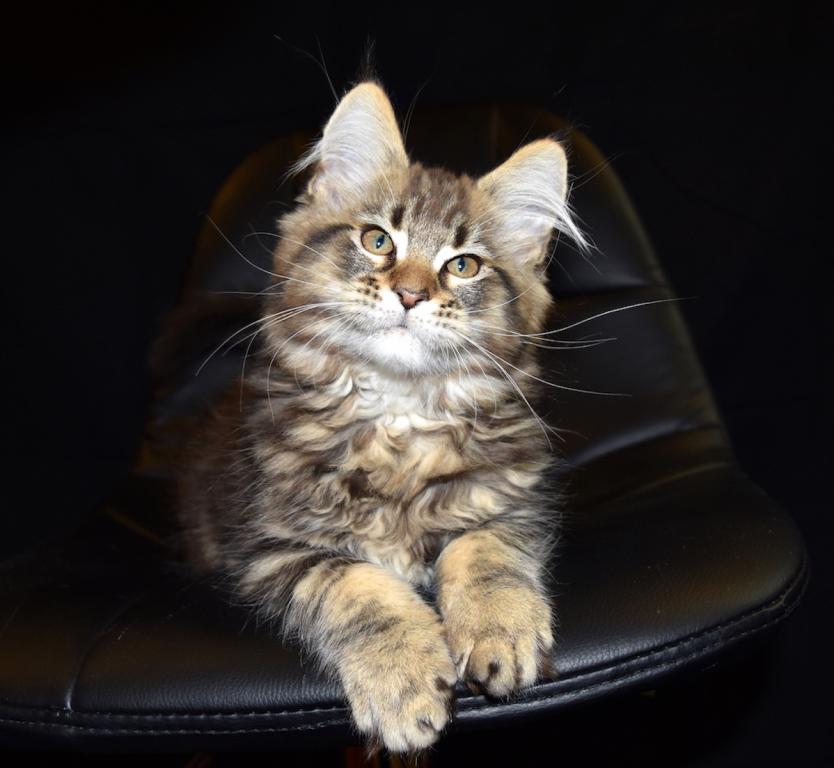 Maine Coon Kittens Purebred Large Male And Female photo 8