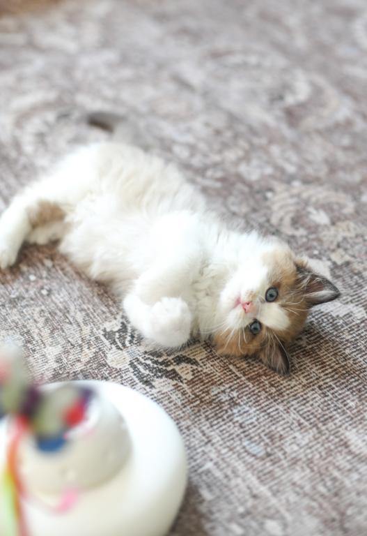 MJ Bicolor Mink Seal Ragdoll photo 3