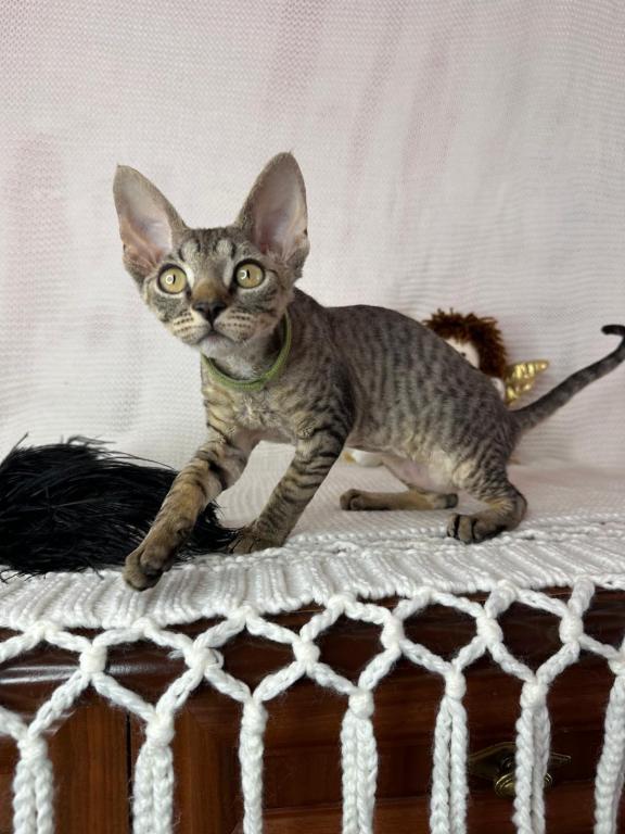 Devon Rex Tabby Female photo 2