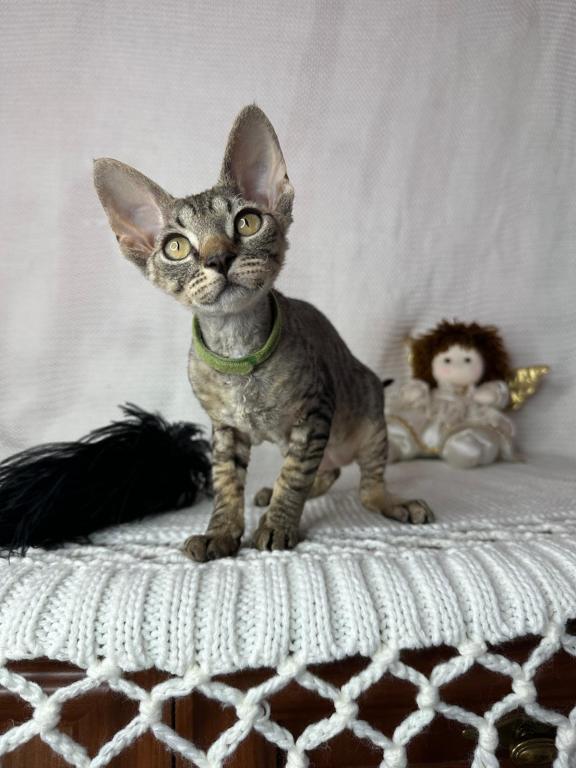 Devon Rex Tabby Female