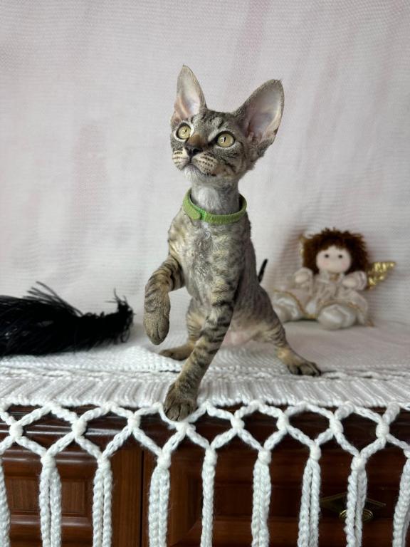 Devon Rex Tabby Female photo 4