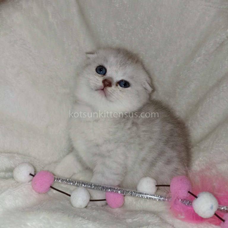 Buffy Silver Shaded Chinchilla Scottish Fold  Girl photo 2