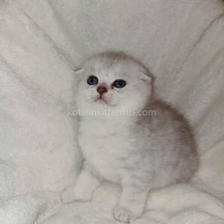 Buffy Silver Shaded Chinchilla Scottish Fold  Girl photo 3