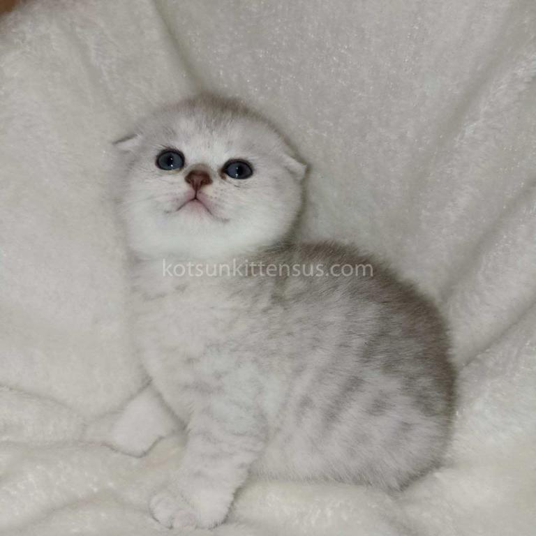Buffy Silver Shaded Chinchilla Scottish Fold  Girl photo 4