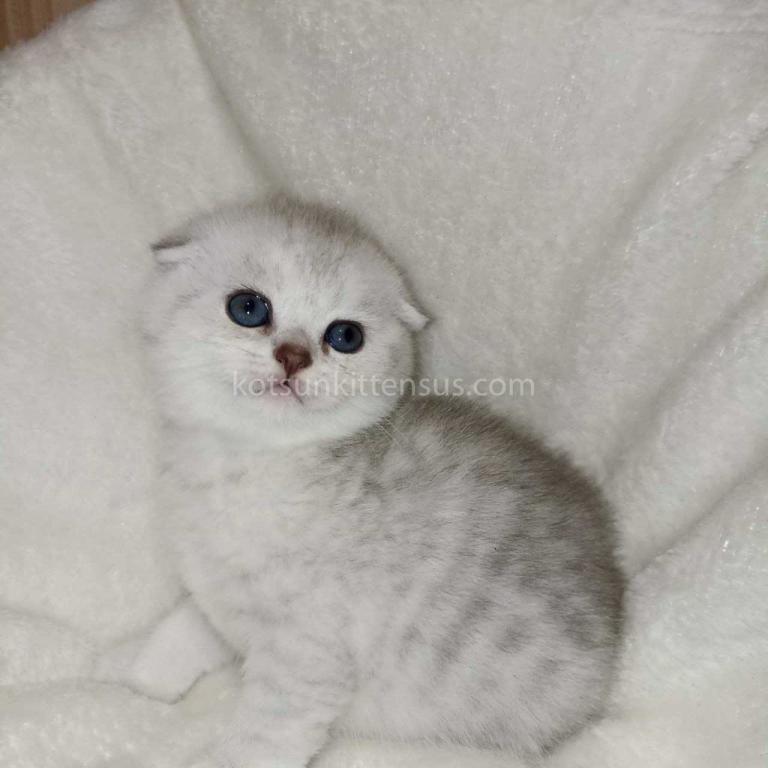 Buffy Silver Shaded Chinchilla Scottish Fold  Girl