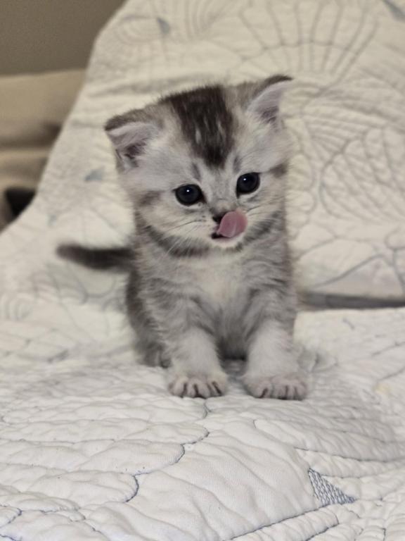 Bella' Cutie photo 3