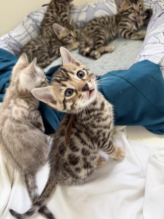 Roman Boy Bengal Kitten