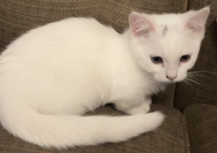 Snowball