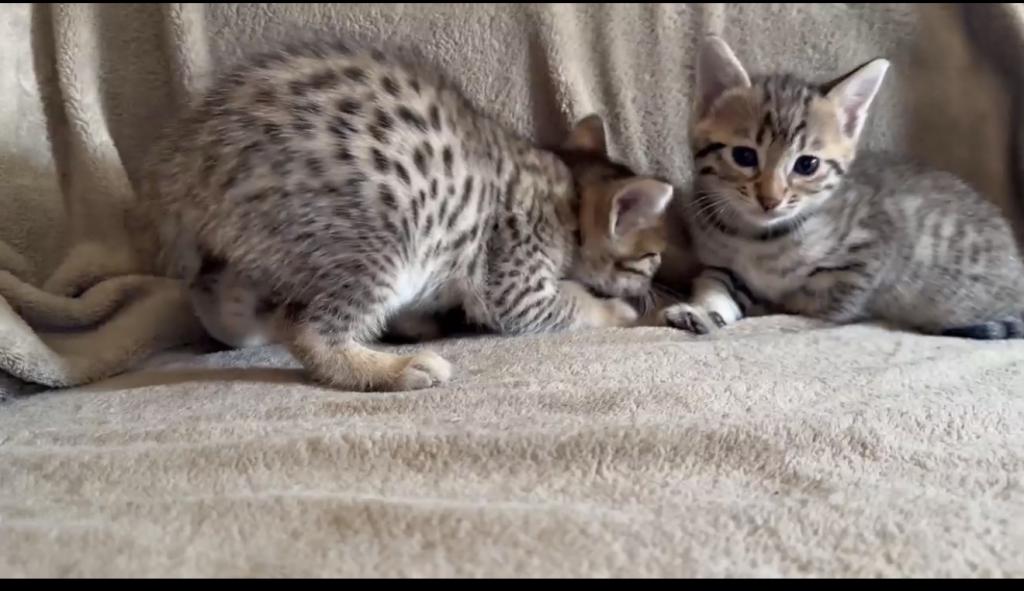 F6 Savannah Kittens Need New Homes photo 8