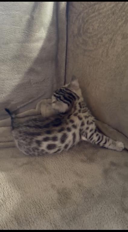F6 Savannah Kittens Need New Homes photo 6