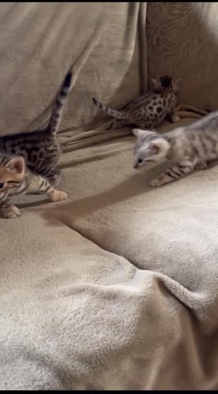 F6 Savannah Kittens Need New Homes photo 2