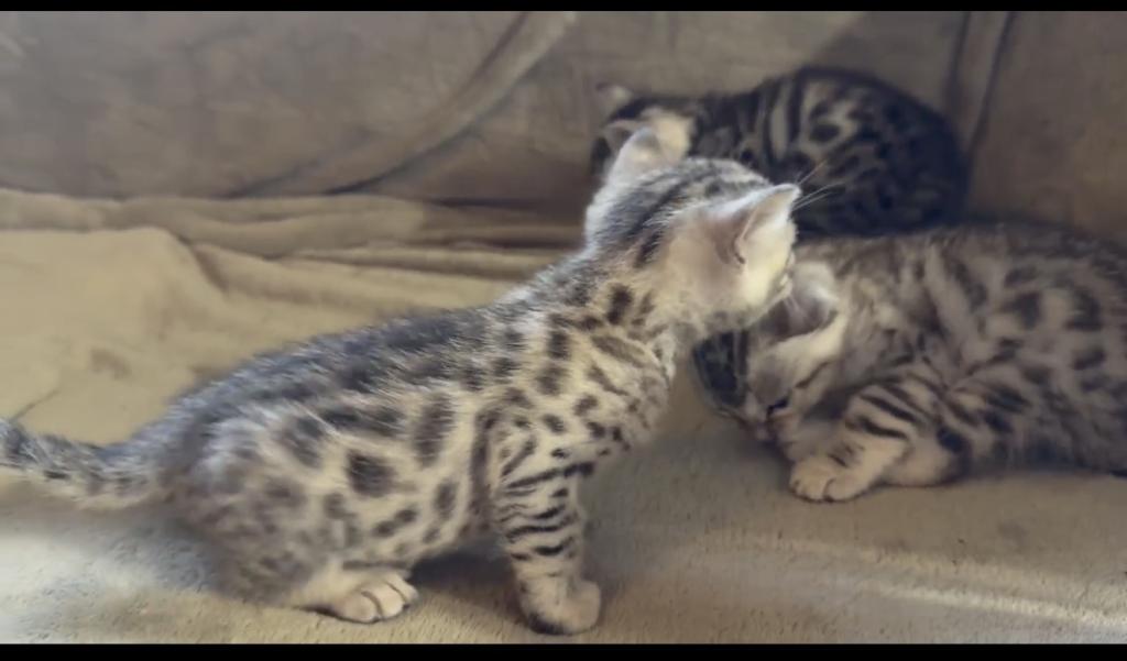 F6 Savannah Kittens Need New Homes photo 5